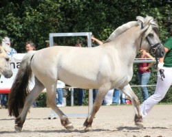 broodmare Hinda Unik (Fjord Horse, 2007, from Hauk Thun S.222)