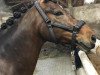 dressage horse Hogan 6 (German Riding Pony, 2009, from Hennes Lux Dressage)