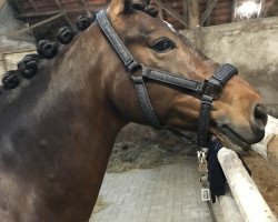 dressage horse Hogan 6 (German Riding Pony, 2009, from Hennes Lux Dressage)