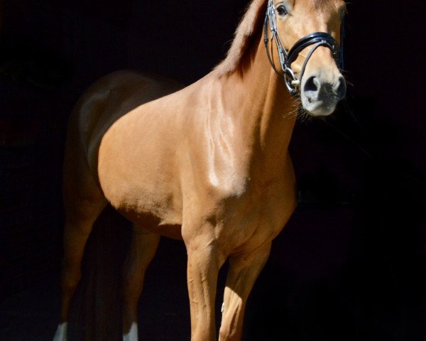 dressage horse First Dance SO (Westphalian, 2016, from First Selection)