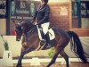 dressage horse Sunrise IP (Westphalian, 2012, from Son of Cologne)