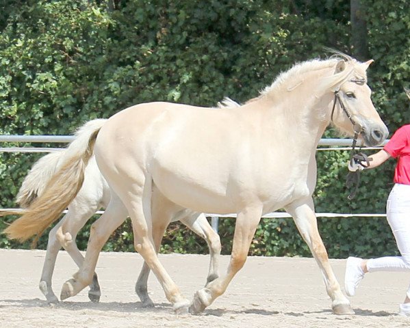 broodmare Hazel (Fjord Horse, 2010, from Kelvin)