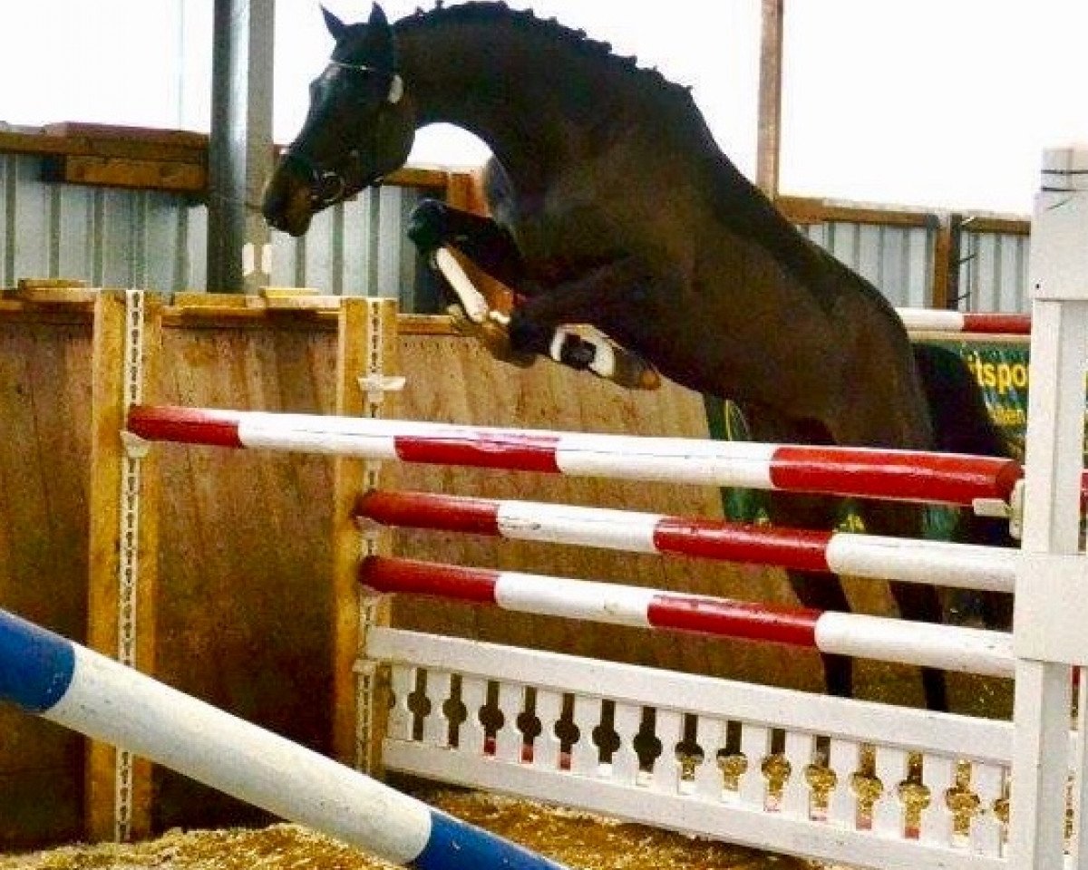 broodmare Diva R (Holsteiner, 2011, from Diarado)