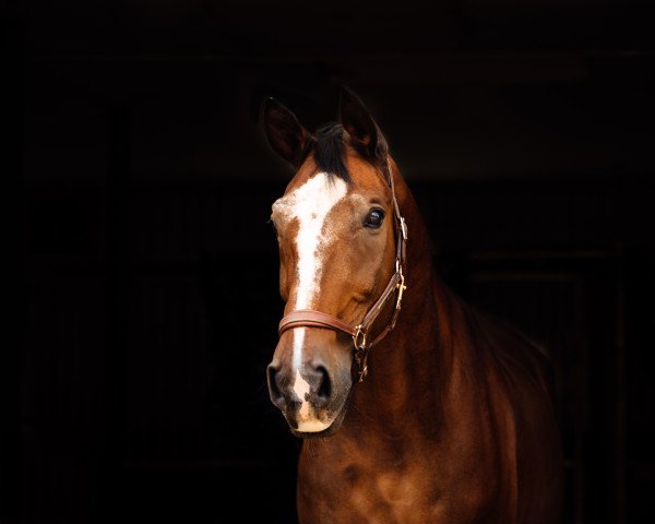 horse Primeur W (Rhinelander, 1996, from Paradiso)