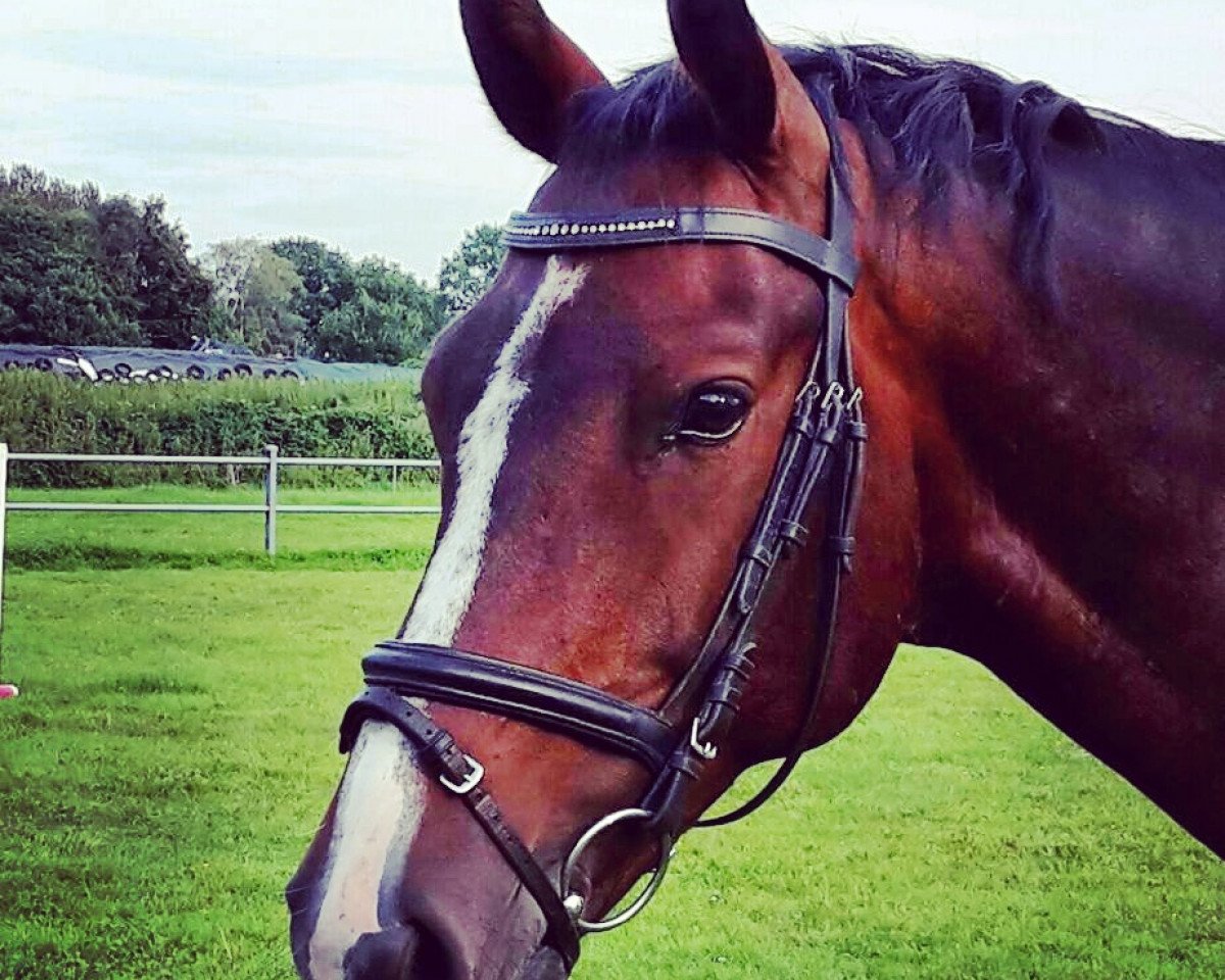 Springpferd Finchley D (KWPN (Niederländisches Warmblut), 2010, von Campbell VDL)
