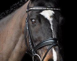 dressage horse Caddillac (German Riding Pony, 1998, from Calvados)