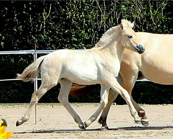 horse Su (Stute von Dexter) (Fjord Horse, 2019, from Dexter)