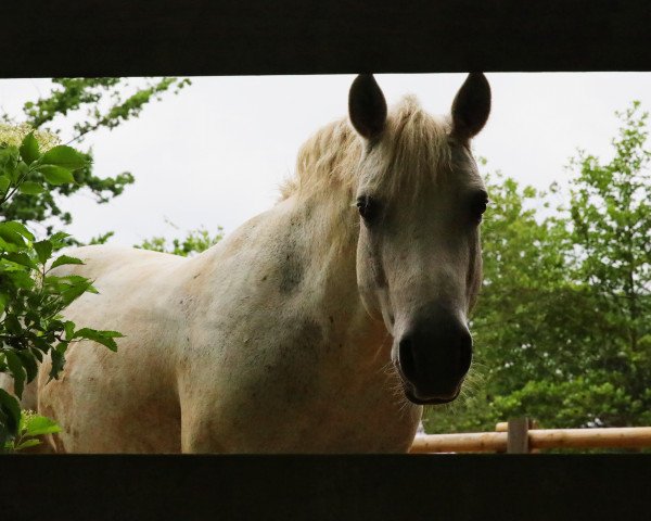 Zuchtstute Violet Haze (Connemara-Pony, 2008, von Frederiksminde Hazy Match)