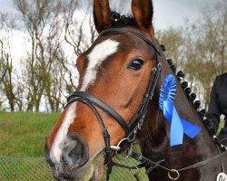 jumper Monte Colina (German Sport Horse, 2008, from Monte Bellini)