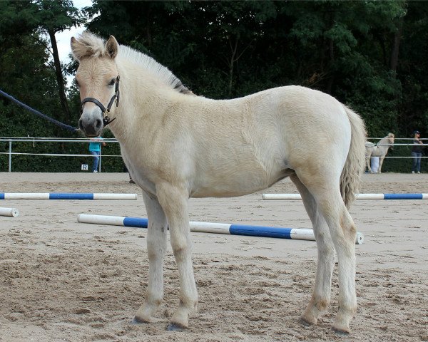 horse Jorill (Fjord Horse, 2019, from Maurids)