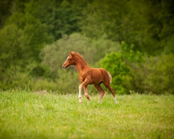 stallion Glücksbringer (German Riding Pony, 2019, from Glück Auf A)