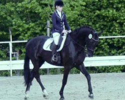 dressage horse Devito S (Westphalian, 2012, from Desiderius L)