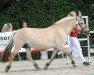 broodmare Frenja vom Oderhaff (Fjord Horse, 1999, from Jokum)