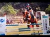 jumper Pablonadi (anglo european sporthorse, 2013, from Pablos As)