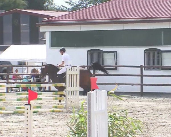 Reitturnier HH-Klein Offenseth/Hell-Stallion-Stud 2016