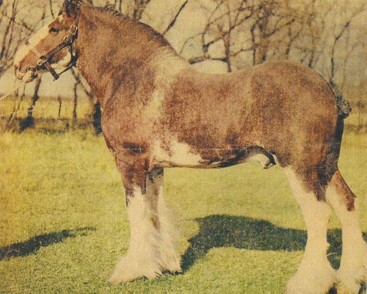 Deckhengst Lochlands Flashdale (Clydesdale, 1959, von Muirton Sensation 24672)