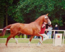 Zuchtstute Quatergirl (Deutsches Sportpferd, 2008, von Quaterback)