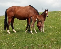 broodmare Be Happy (German Sport Horse, 2013, from Casador)