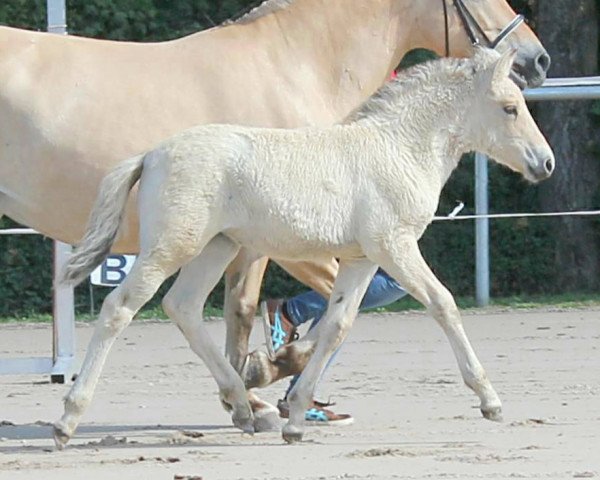 dressage horse Grete (Fjord Horse, 2019, from Kelvin)