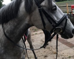 jumper SP Evita (German Riding Pony, 2009, from Poppings Marribo)