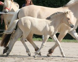 horse Toffifee (Fjord Horse, 2019, from Ilmar)