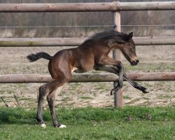 Springpferd Comme Tessa B (Westfale, 2015, von Comme il Faut)