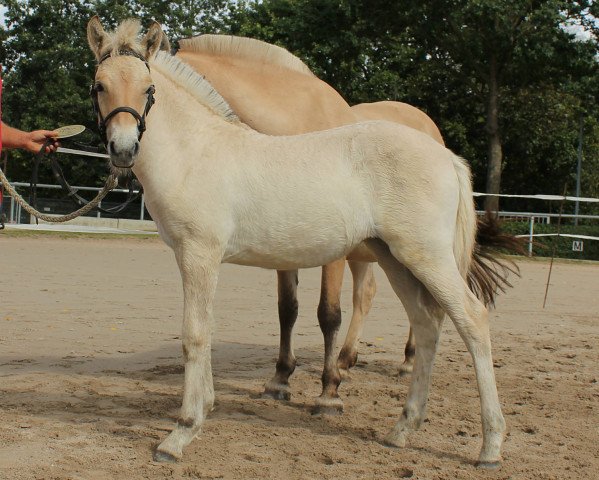 horse Dalia (Fjord Horse, 2019, from Kastanielystens Rasmus)