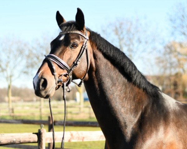 dressage horse Iron Man (German Sport Horse, 2014, from Napoleon M)