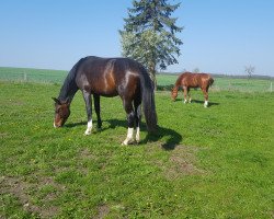 Pferd Zenzi (Sächs.-Thür. Schweres Warmbl., 2016, von Elbling)