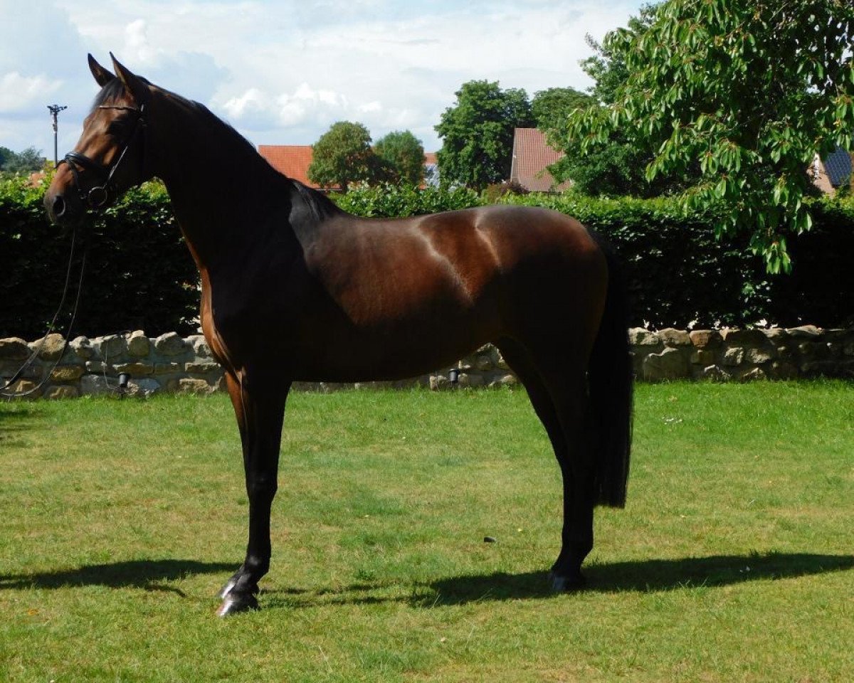 Dressurpferd Buckingham's Finest (Hannoveraner, 2016, von Buckingham)