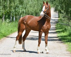 dressage horse Don Florenciano (Hanoverian, 2016, from Don Sandrino)