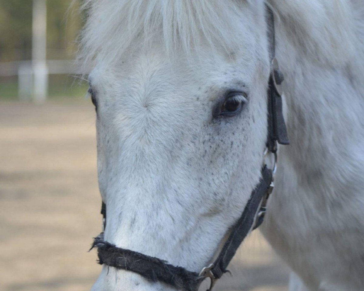 horse Pascal (unknown, 1989, from Port)