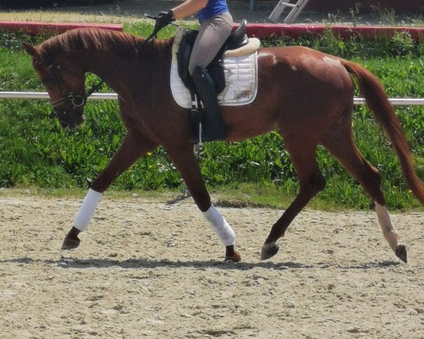 dressage horse Tamina (German Warmblood, 2015, from Birkhof's Topas FBW)