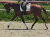 dressage horse Tamina (German Warmblood, 2015, from Birkhof's Topas FBW)