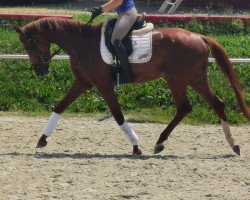 dressage horse Tamina (German Warmblood, 2015, from Birkhof's Topas FBW)