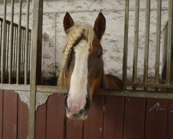 horse Peter Lustig (Black Forest Horse, 2008, from Debütant)