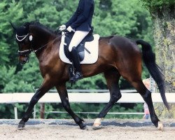 dressage horse Kilkenny V (KWPN (Royal Dutch Sporthorse), 2015, from Glock's Toto Jr.)