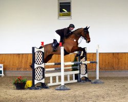 jumper Calimero Fb (Hanoverian, 2004, from Cento)