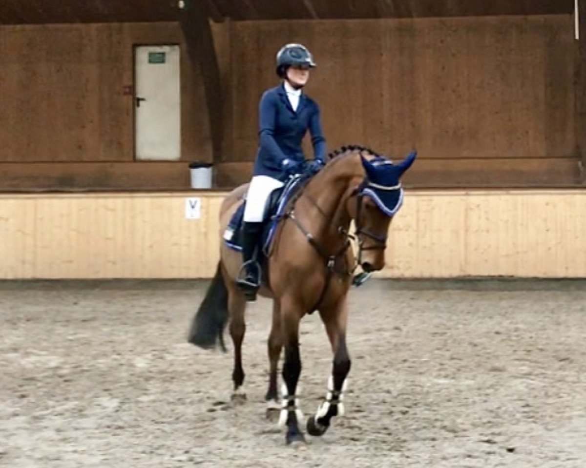 Springpferd Debbie G 3 (Holsteiner, 2014, von Alant)
