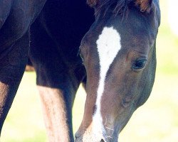 jumper Charming Charlotte S (Oldenburg show jumper, 2015, from Check In 2)