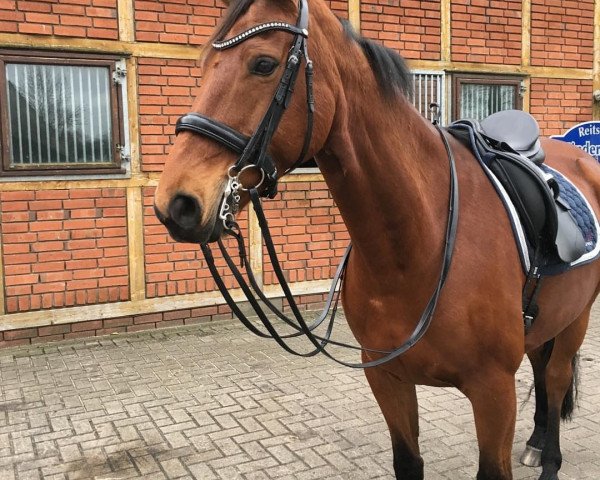 dressage horse Laluna 54 (Hanoverian, 2006, from Londonderry)