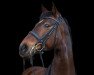 dressage horse Burgfräulein RB (Hanoverian, 2008, from Ballettmeister)