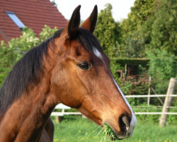 Pferd Pistacie (Dänisches Warmblut, 1990, von Picasso)