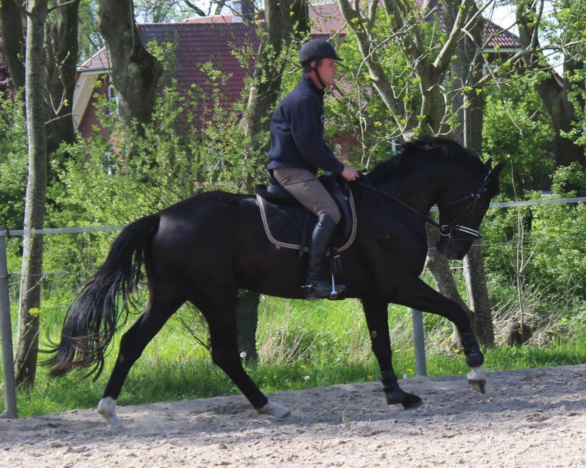 dressage horse Dresssed to Kill (Hanoverian, 2012, from Destano)