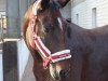 dressage horse Gloria Daimond (Oldenburg, 2012, from Don Gregory)