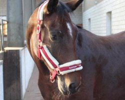 dressage horse Gloria Daimond (Oldenburg, 2012, from Don Gregory)