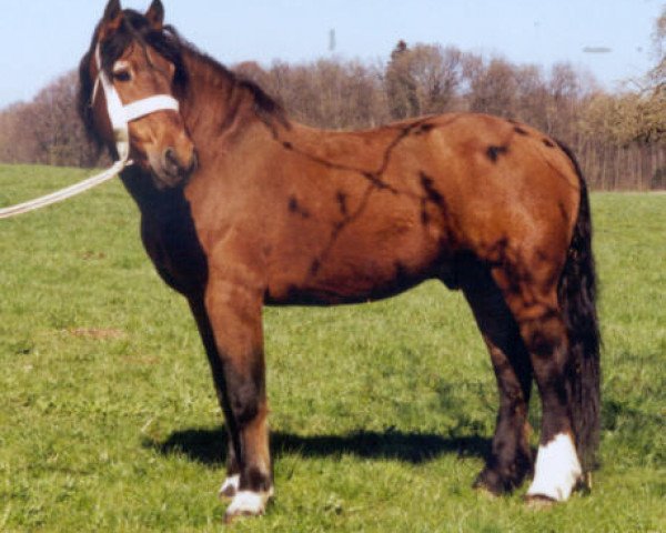 Deckhengst Chasseral (Freiberger, 1979, von Judäa)