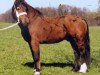 stallion Chasseral (Freiberger, 1979, from Judäa)