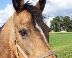 broodmare Peggy Sue 172 (German Riding Pony, 2009, from FS Pour l'Amour)