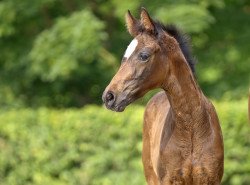 dressage horse Follow the sun (Rhinelander, 2021, from For Gold OLD)